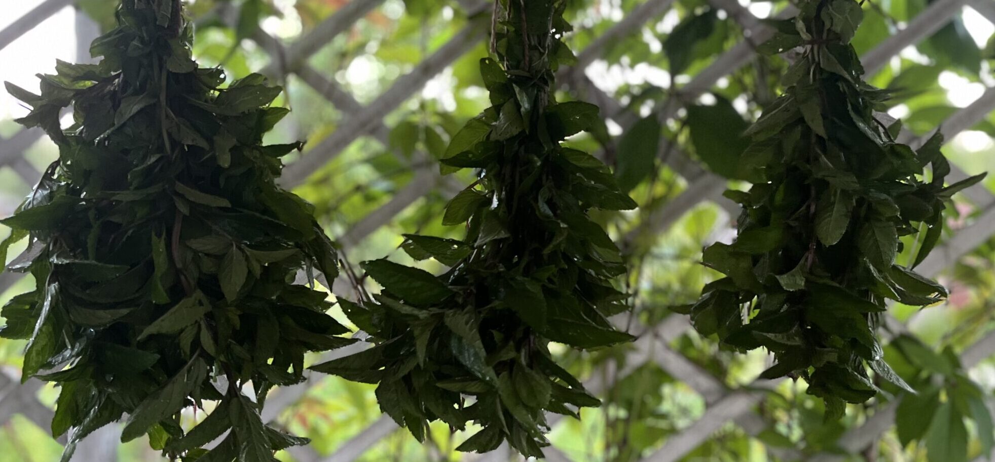 Территория трав, философия жизни